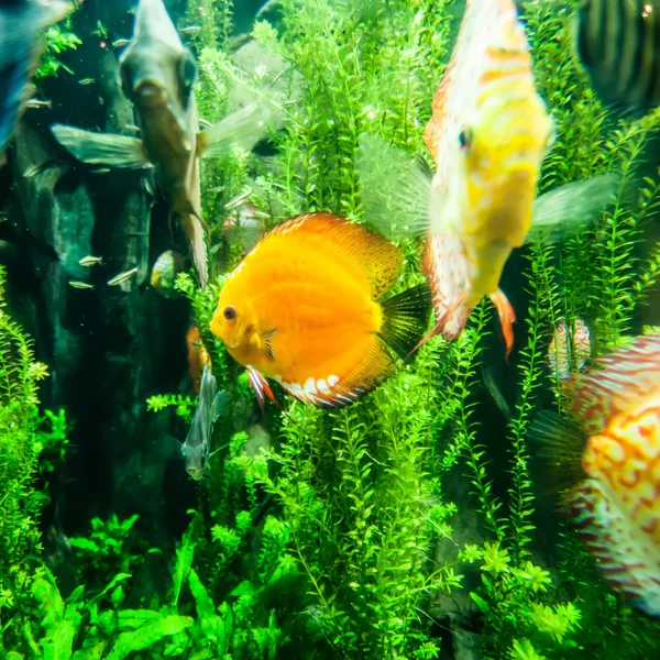 Meerwasserfische im Meer oder Aquarium — Stockfoto