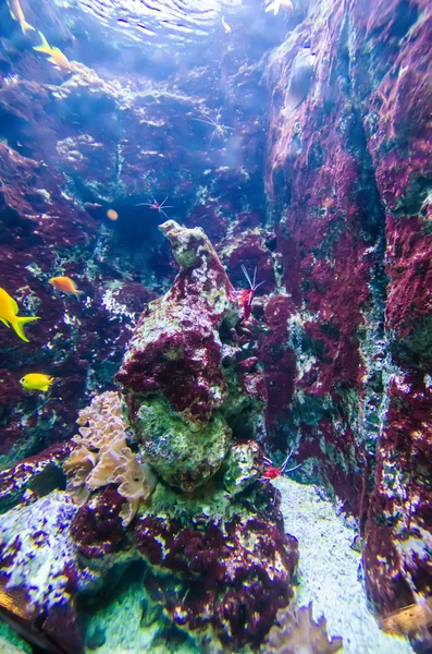 Esotici acqua salata fauna selvatica scena — Foto Stock