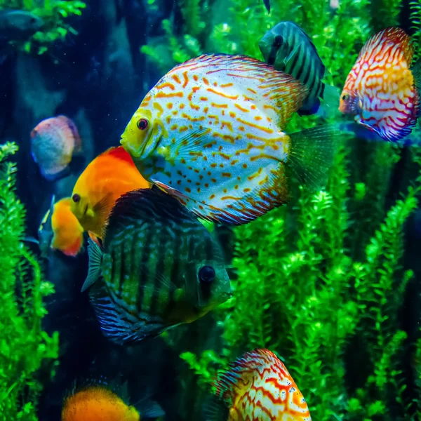 Peixes de água salgada no oceano ou aquário — Fotografia de Stock