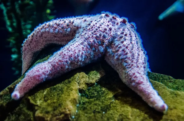 Jardim de coral logo abaixo da superfície da água — Fotografia de Stock