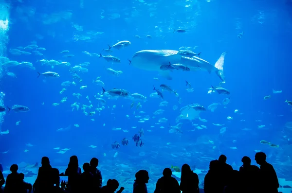 Whale sharks swimming in aquarium with people observing — Stock Photo, Image