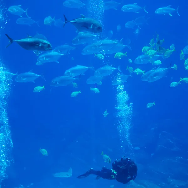 Plongeur avec des poissons explorant dans l'océan — Photo