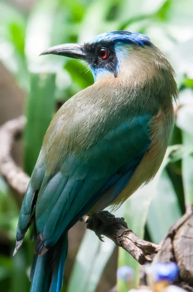 Pájaro cyan azul exótico —  Fotos de Stock