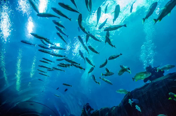 Atlanta GA, April 15,2014 - Aquatic tunnel in the Georgia Aquari — Stock Photo, Image