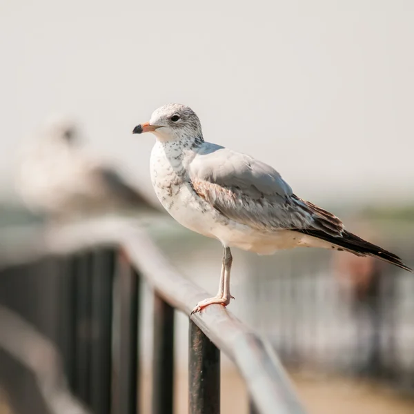 Seagull standing on rail — Stock Photo, Image