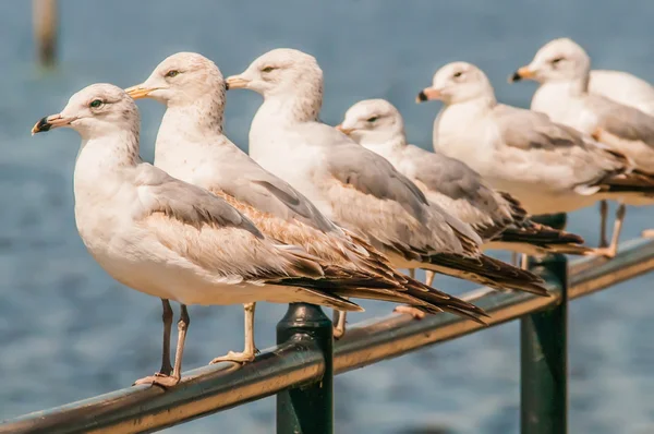 Seagull staande op spoor — Stockfoto