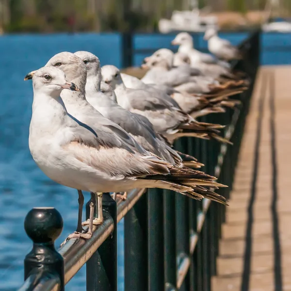 Gaviota de pie sobre raíl — Foto de Stock