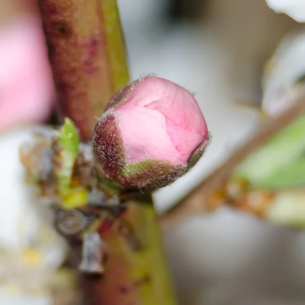 Vårblommor serien, persika blommande — Stockfoto