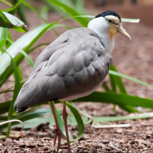 The Masked Lapwing (Vanellus miles), anteriormente conhecida como Máscara — Fotografia de Stock