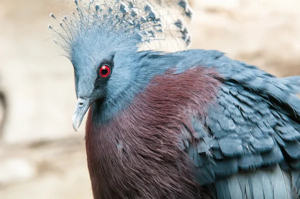 Exotischer Vogel (goura victoria)) — Stockfoto