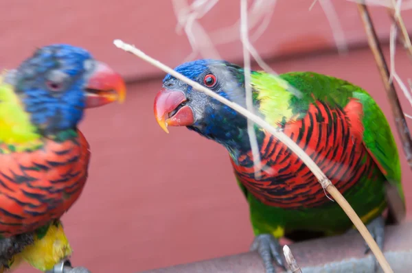 Rainbow lorikeet papuga Trichoglossus haematodus — Zdjęcie stockowe