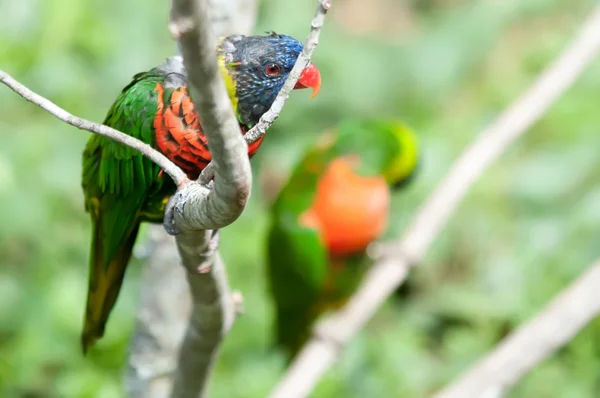 Rainbow lorikeet papuga Trichoglossus haematodus — Zdjęcie stockowe