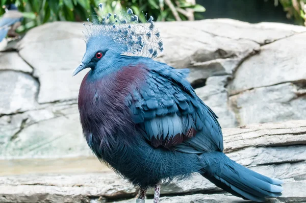 Exotischer Vogel (goura victoria)) — Stockfoto