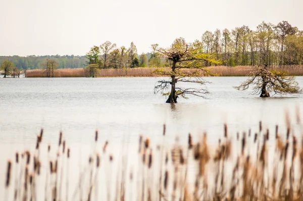 Lake mattamuskeet nature trees and lants in spring time — стоковое фото