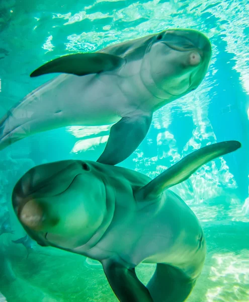 Delfiini poseeraa kameran lähikuva — kuvapankkivalokuva