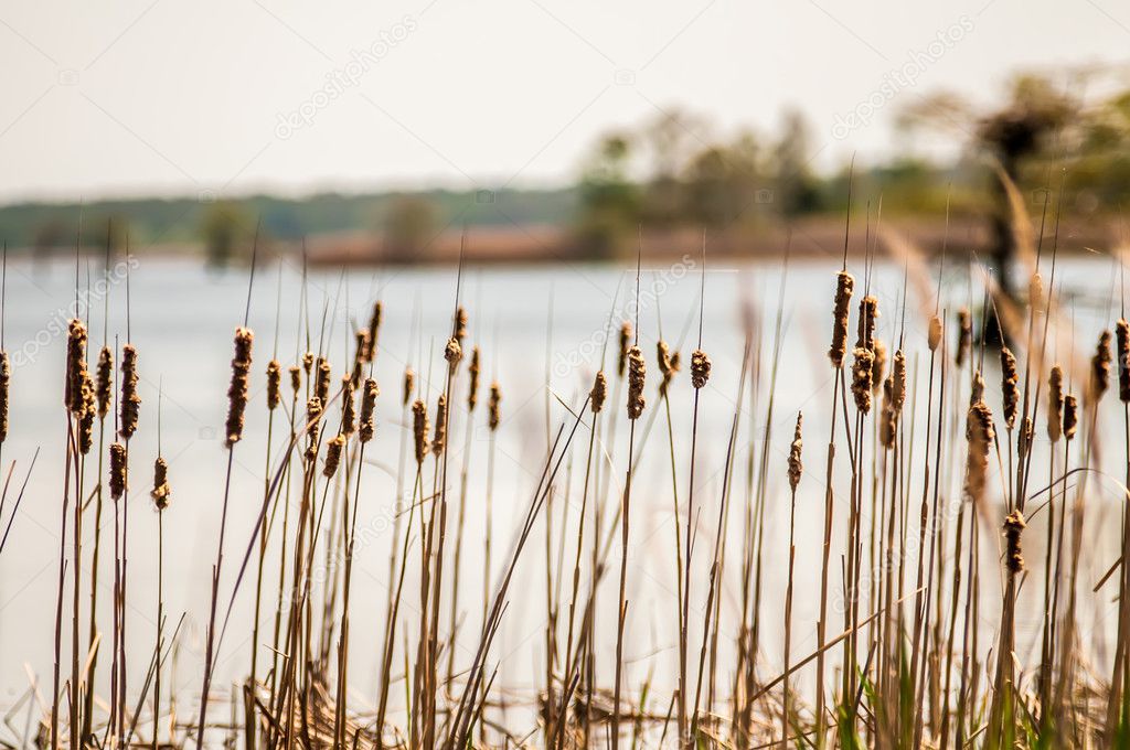 lake mattamuskeet nature trees and lants in spring time 