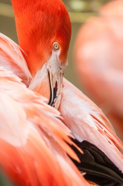 Hayvanat bahçesinde bahar pembe flamingo