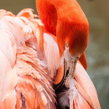 Hayvanat bahçesinde bahar pembe flamingo