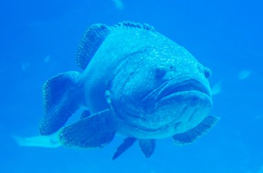 giant grouper fish looking at diver clipart