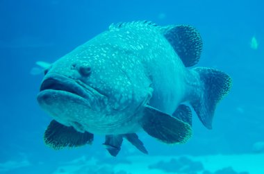 giant grouper fish looking at diver clipart