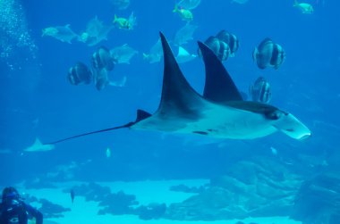 Manta ışınları sualtı arasında diğer balıklar yüzer