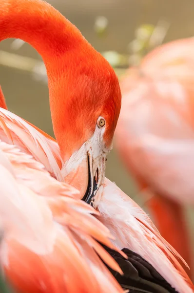 Rózsaszín flamingó tavasszal egy állatkertben — Stock Fotó