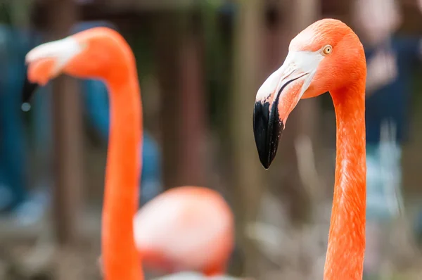 Rózsaszín flamingó tavasszal egy állatkertben — Stock Fotó