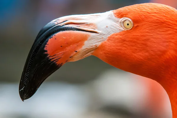 Pink flamingo at a zoo in spring — Stock Photo, Image