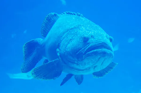 Pesce cernia gigante guardando subacqueo — Foto Stock