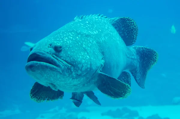 Pesce cernia gigante guardando subacqueo — Foto Stock