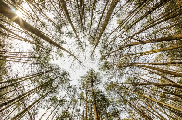 Dans la forêt profonde. recherche plan avec lentille fisheye — Photo