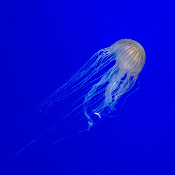 Медузы с голубым фоном — стоковое фото