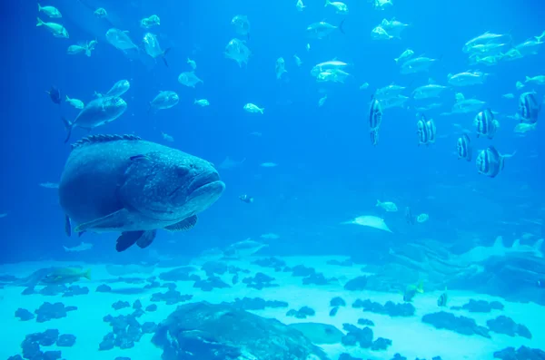 Peixe garoupa gigante olhando para o mergulhador — Fotografia de Stock