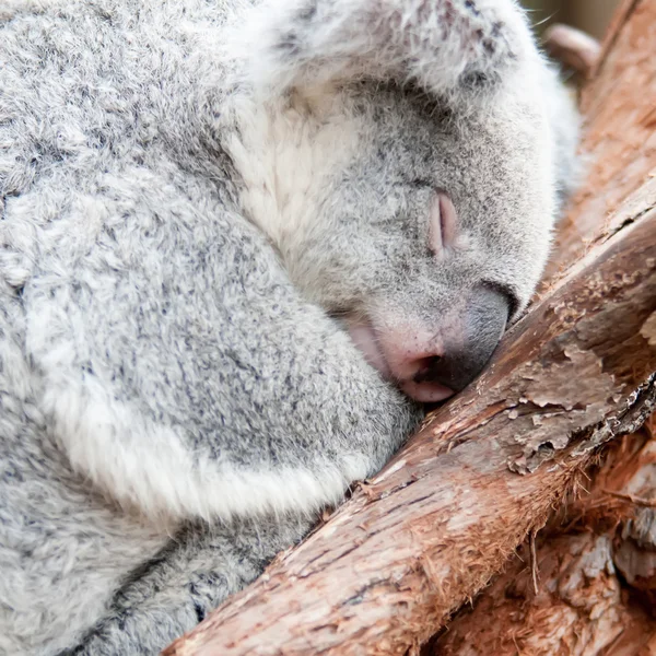 Şirin koala ayısı bir ağaç üzerinde uyku uyuyor — Stok fotoğraf