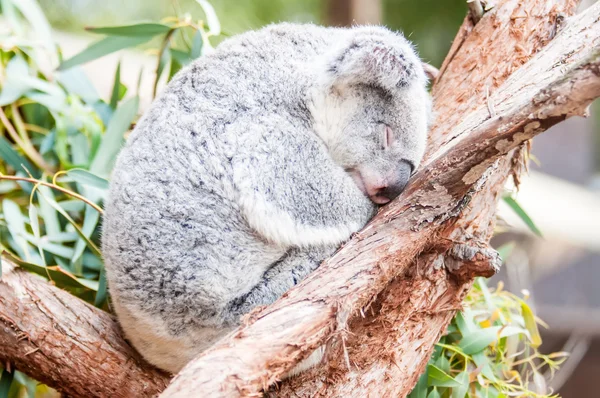 Entzückender Koalabär macht ein Nickerchen und schläft auf einem Baum — Stockfoto