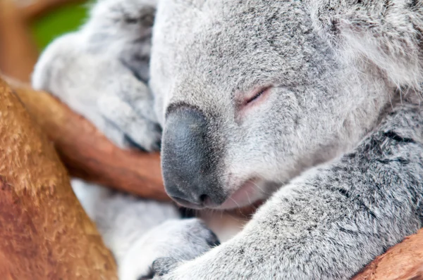 Adorável coala urso tomando uma soneca dormindo em uma árvore — Fotografia de Stock