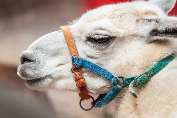 Porträtt odf en lama på en gård — Stockfoto
