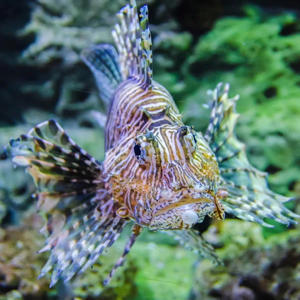 유독 이국적인 얼룩말 줄무늬 사자 물고기 — 스톡 사진
