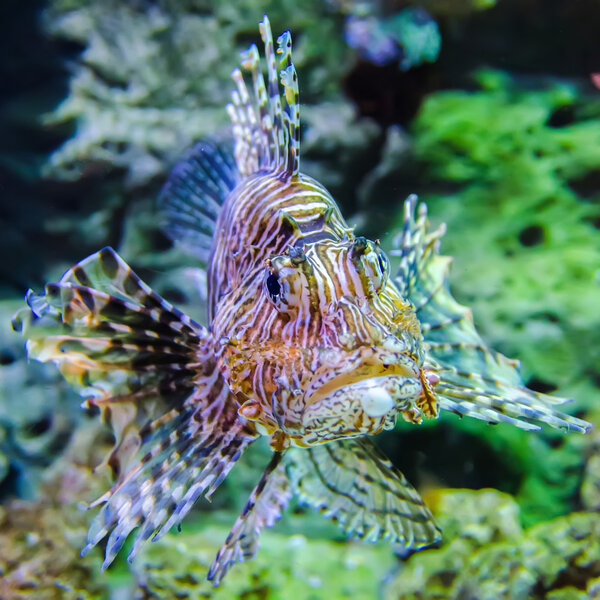poisonous exotic zebra striped lion fish 