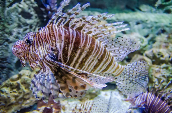 Giftige exotische Zebrastreifen-Löwenfische — Stockfoto