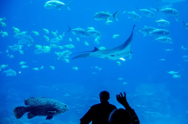 Manta ray pływające podwodne wśród innych ryb — Zdjęcie stockowe