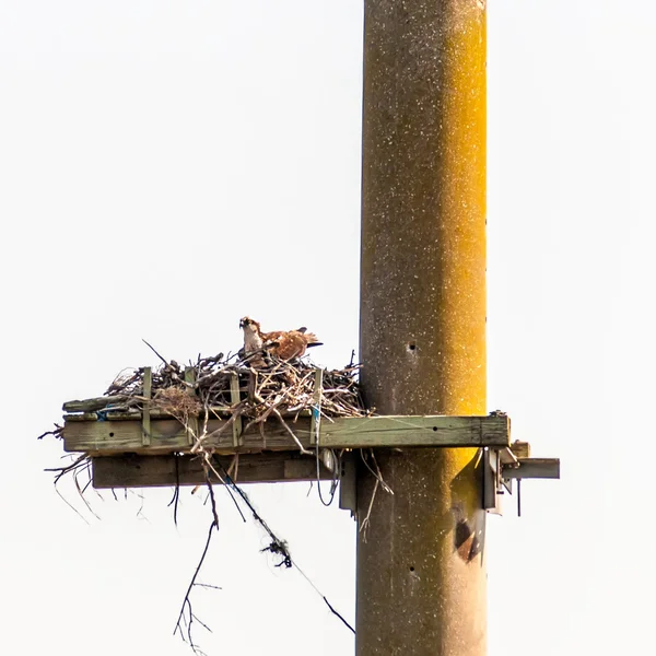 Joven Osprey en un nido — Foto de Stock