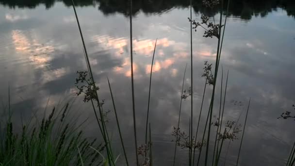 På en avlägsen lake före solnedgången — Stockvideo