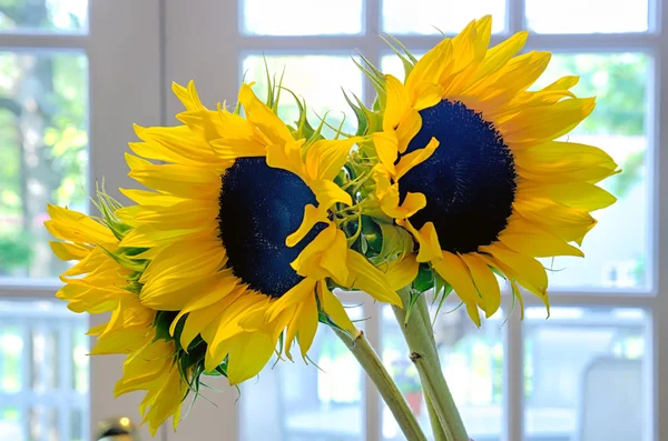 Drie 3 zon bloemen in een vaas op een tafel binnen — Stockfoto