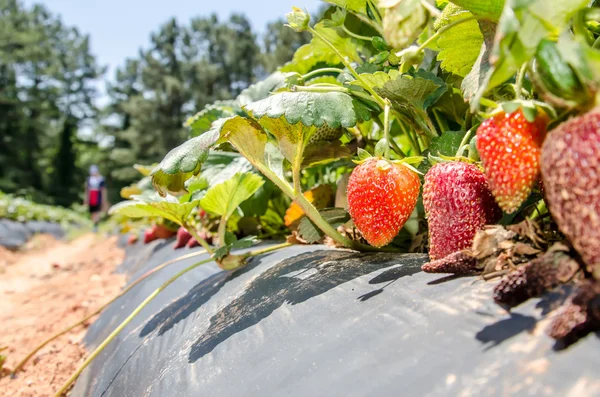 Colheita de morango na fazenda de campo no dia ensolarado — Fotografia de Stock