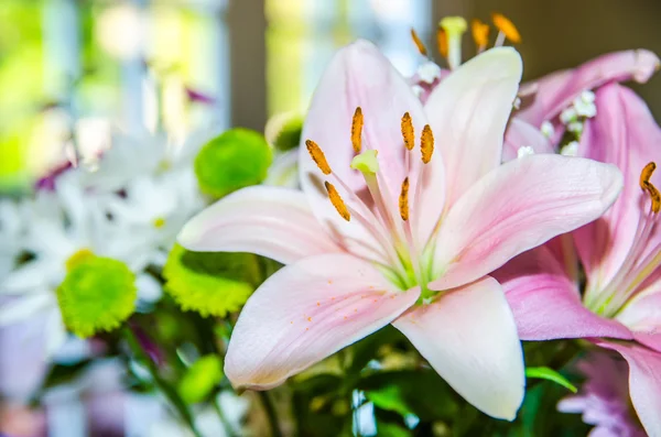 핑크 백합 꽃 근접 촬영 매크로 — 스톡 사진
