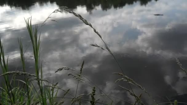 Pochmurny dzień i natura wokół jeziora — Wideo stockowe