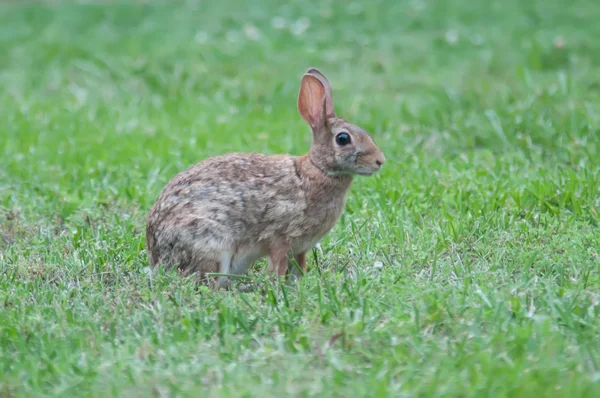 Conejo salvaje en el patio verde del prado — Foto de Stock