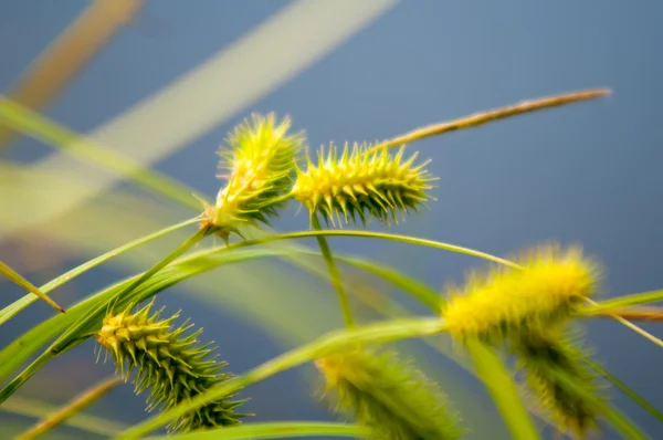 Reed växter nära en sjö. — Stockfoto