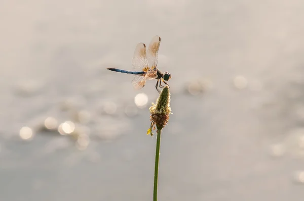 Libellula su erba con sfondo acqua lago — Foto Stock